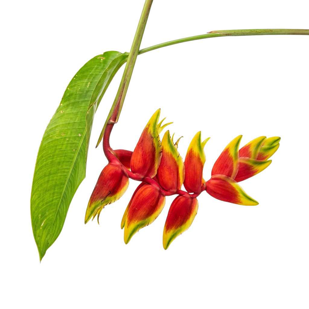 Heliconia Santo Domingo