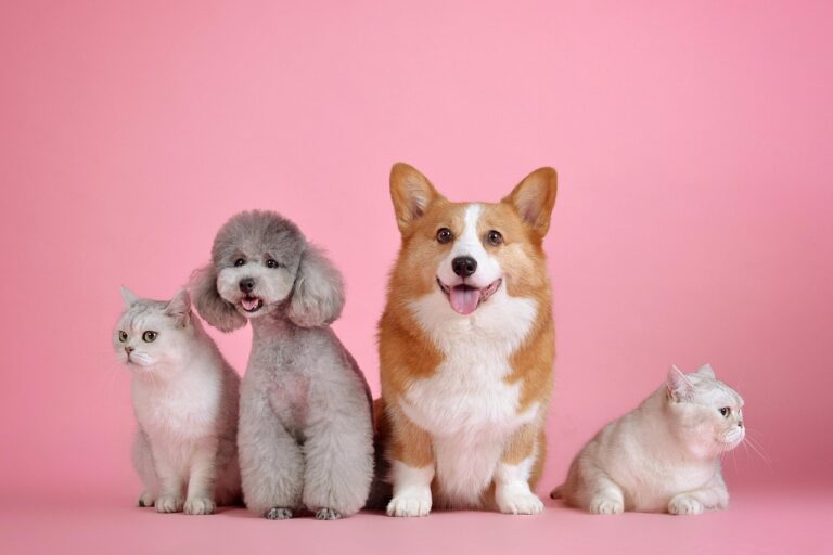 pets, cat, dog, animals, mammals, animal, nature, canine, pet, feline, friends